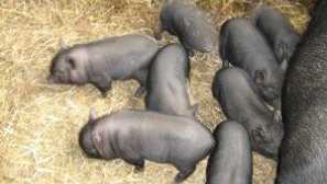 Viburghi vietnamská selata: popis, recenze